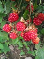 红树莓苗供应批发