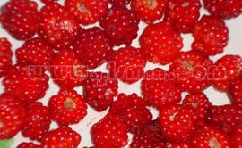 树莓苗价格-吉林省树莓