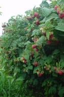 白山树莓基地——英果红树莓