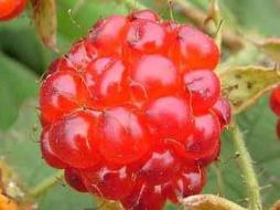 四季红树莓批发