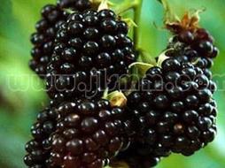 黑树莓——切斯特