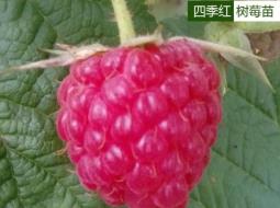 树莓苗—苏联红树莓
