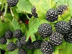 黑树莓抗病、抗旱力强,产量高